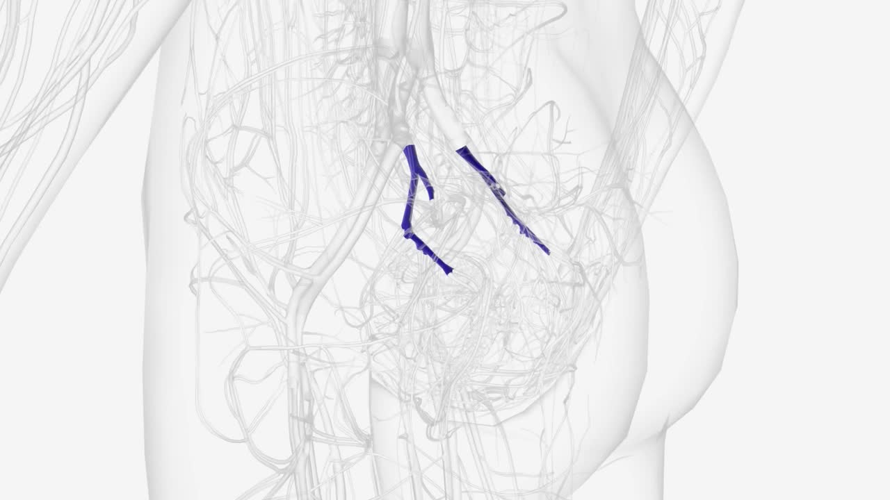 髂内静脉(iv)是静脉和静脉丛的结合，引流盆腔脏器、盆腔壁和外生殖器视频素材