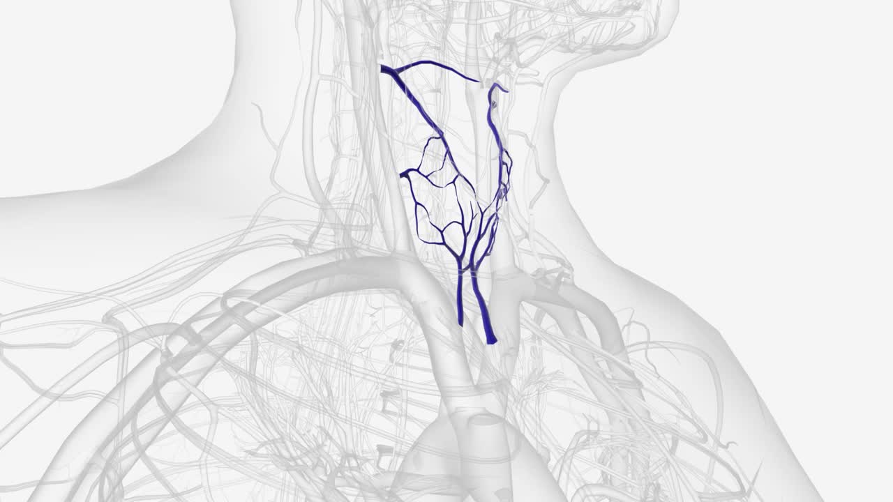 甲状腺下静脉有两条，经常是三条或四条视频素材