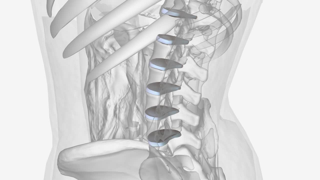 椎间盘(IVD)对脊柱的正常功能至关重要视频下载