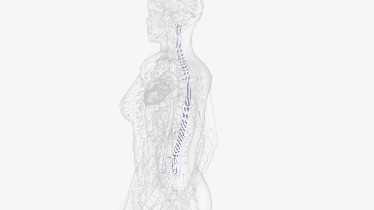 内椎静脉丛位于椎间孔骨构件的下方视频下载
