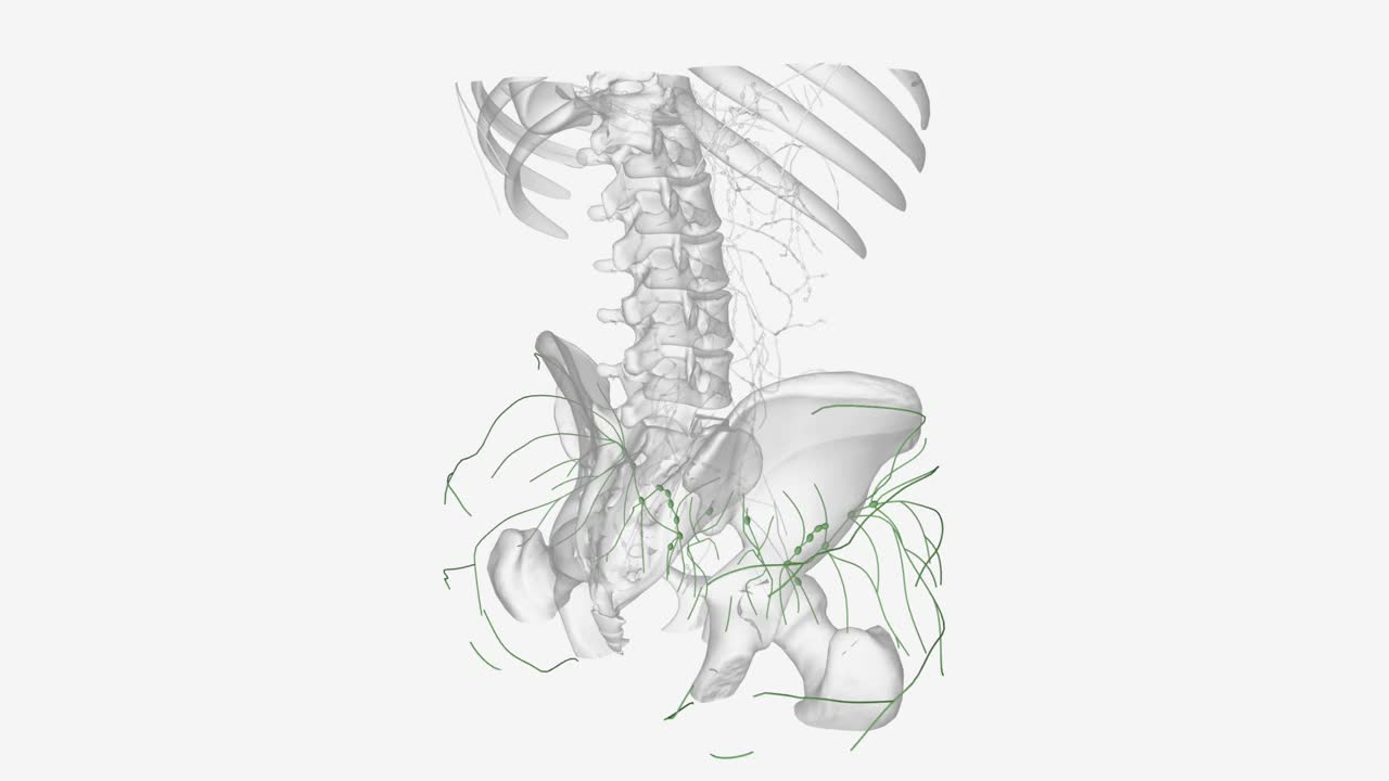 下肢淋巴管可分为浅血管和深血管两大类视频下载