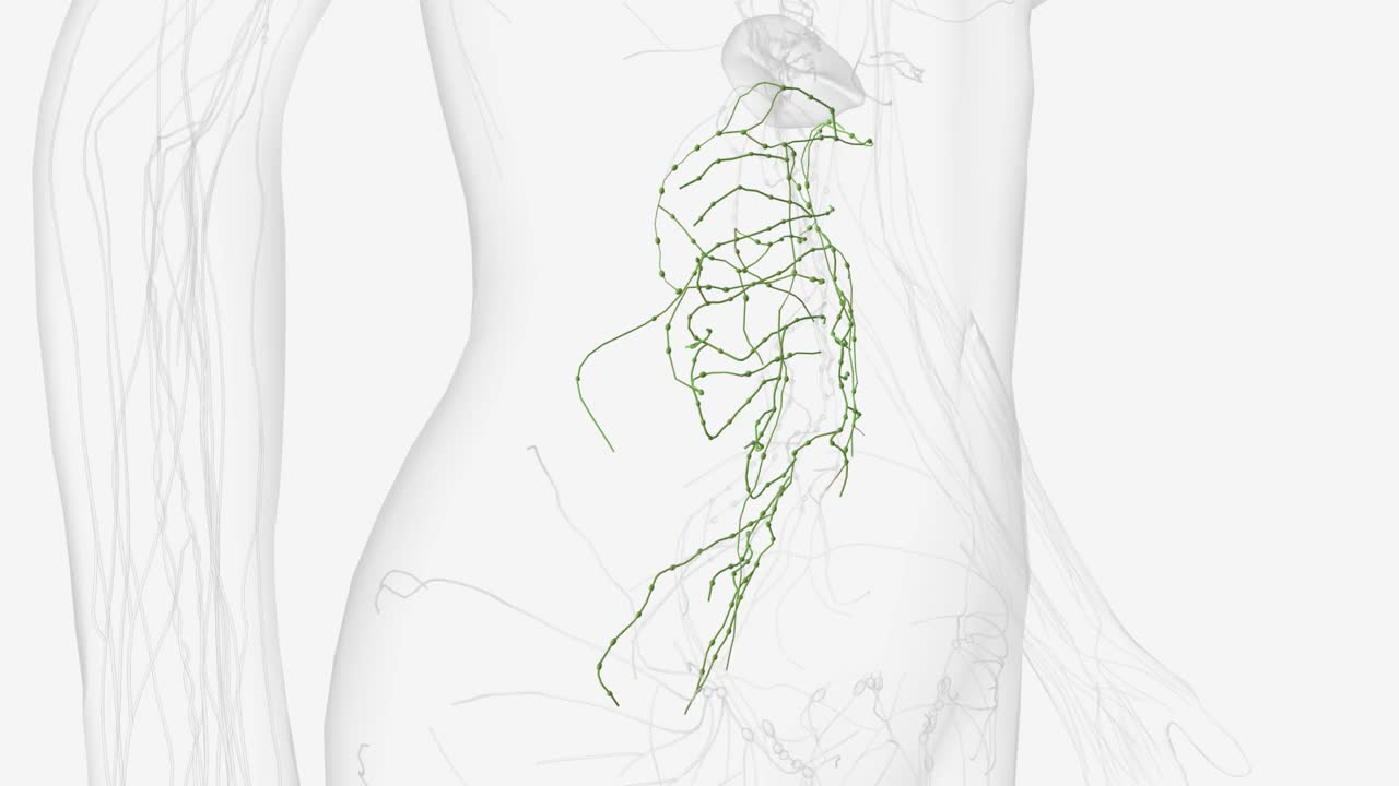 结肠淋巴管视频下载