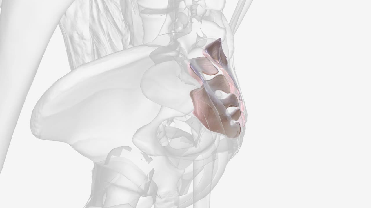 骶骨间韧带视频素材