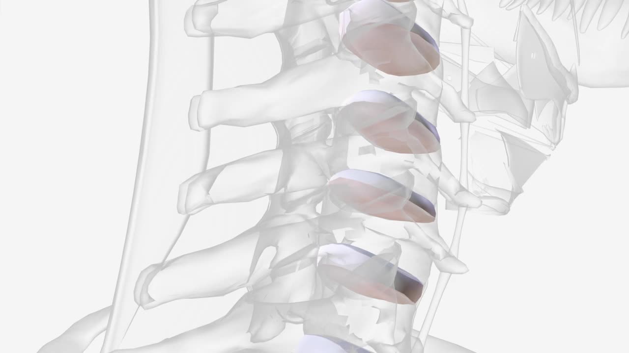颈椎有6个椎间盘视频素材