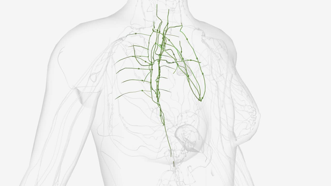 胸腔深部淋巴管视频素材