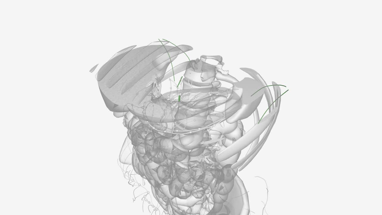 胸导管和右淋巴管是胸后壁附近的两条主要淋巴管视频素材