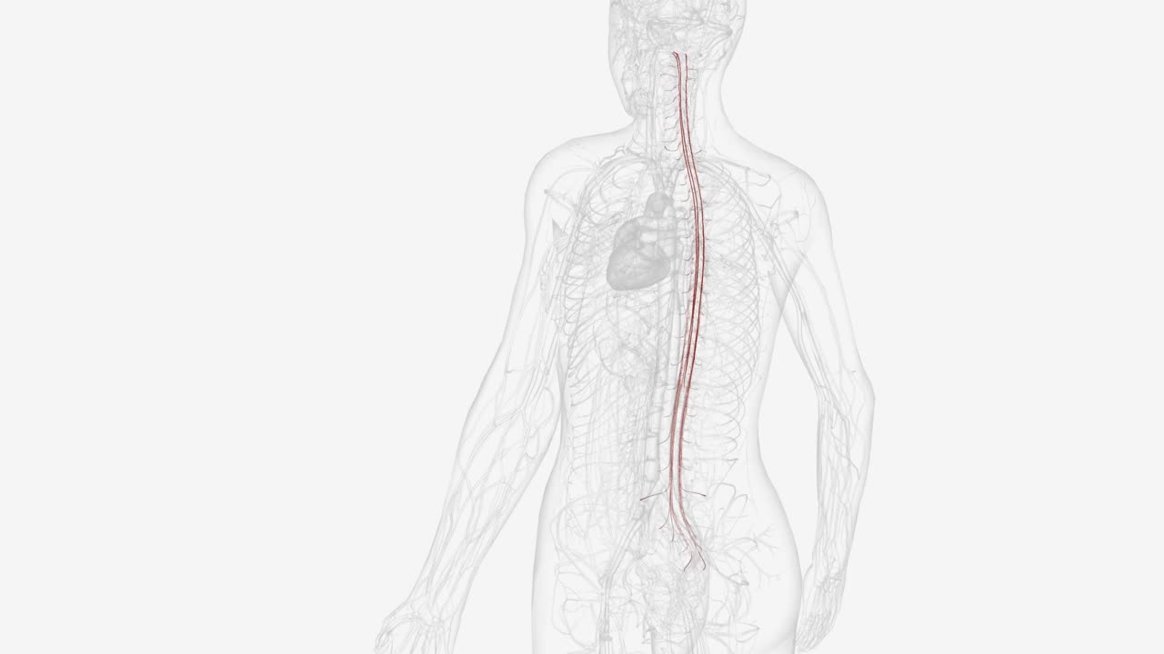 脊髓的血液供应由纵动脉和节段动脉共同提供视频下载