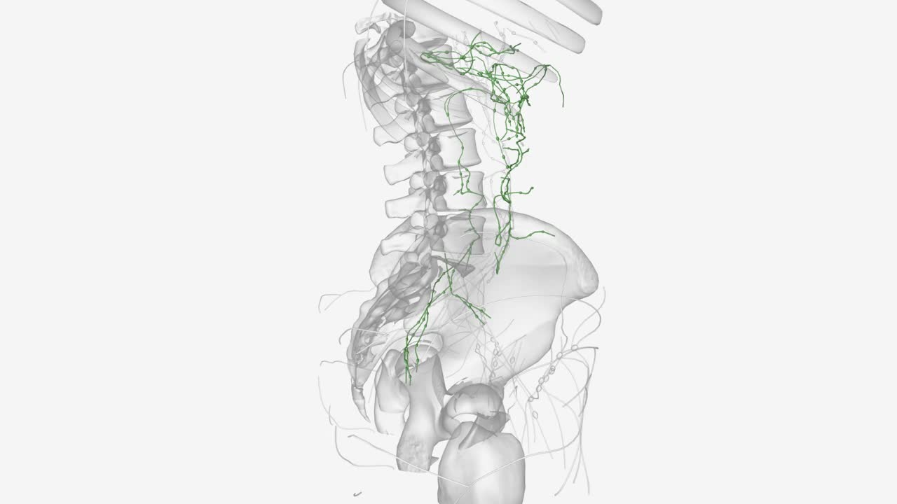 胰腺的淋巴系统是一个复杂的、错综复杂的淋巴管网络视频素材