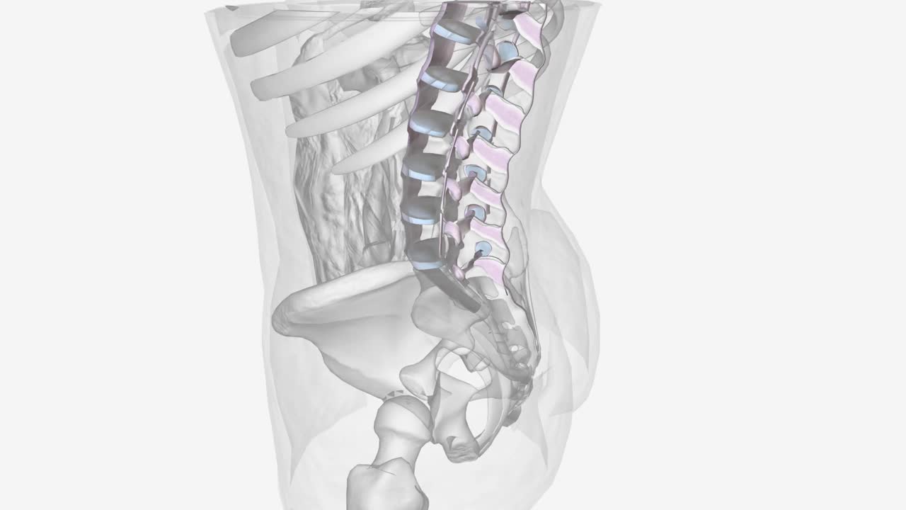 脊柱结缔组织视频下载