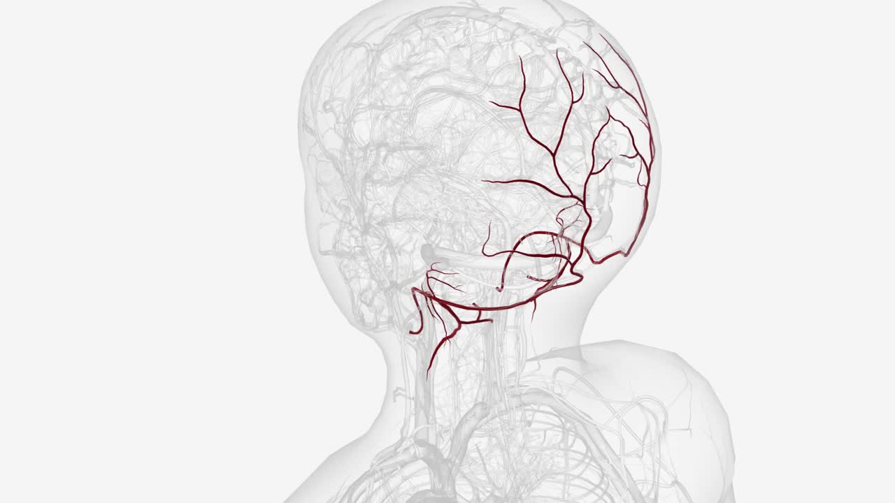 枕动脉起源于颈动脉后侧乳突前的颈部视频素材
