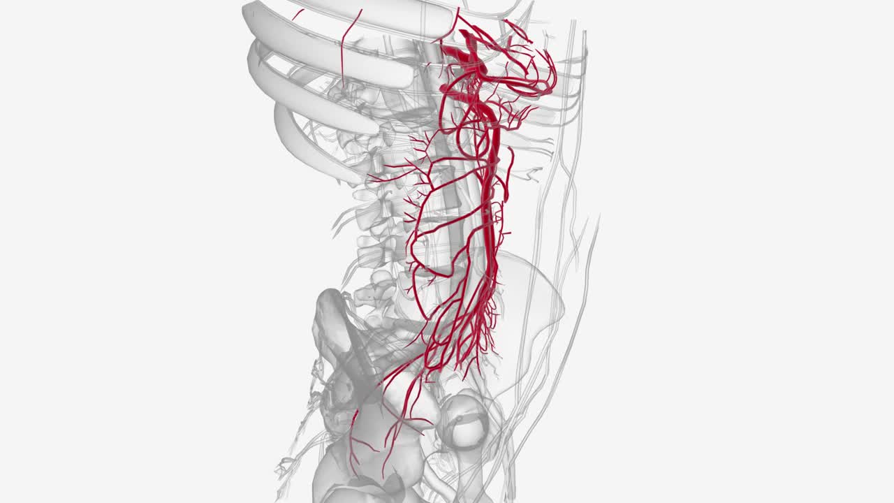 腹前动脉视频素材
