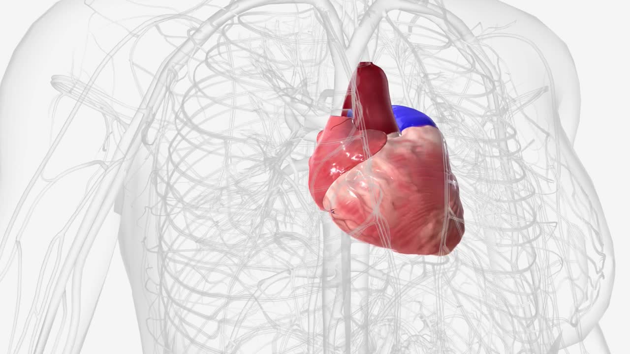 心脏是一个拳头大小的器官，它将血液输送到全身视频素材