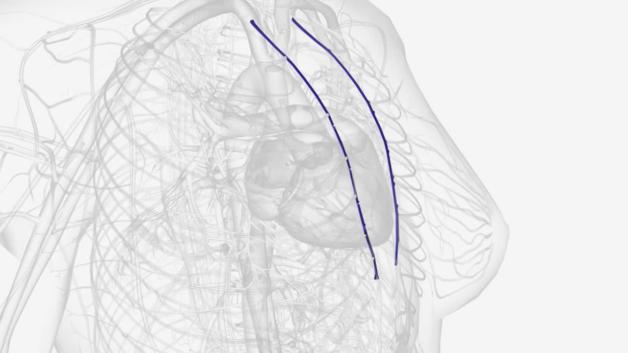 胸内静脉位于胸腔深处视频素材