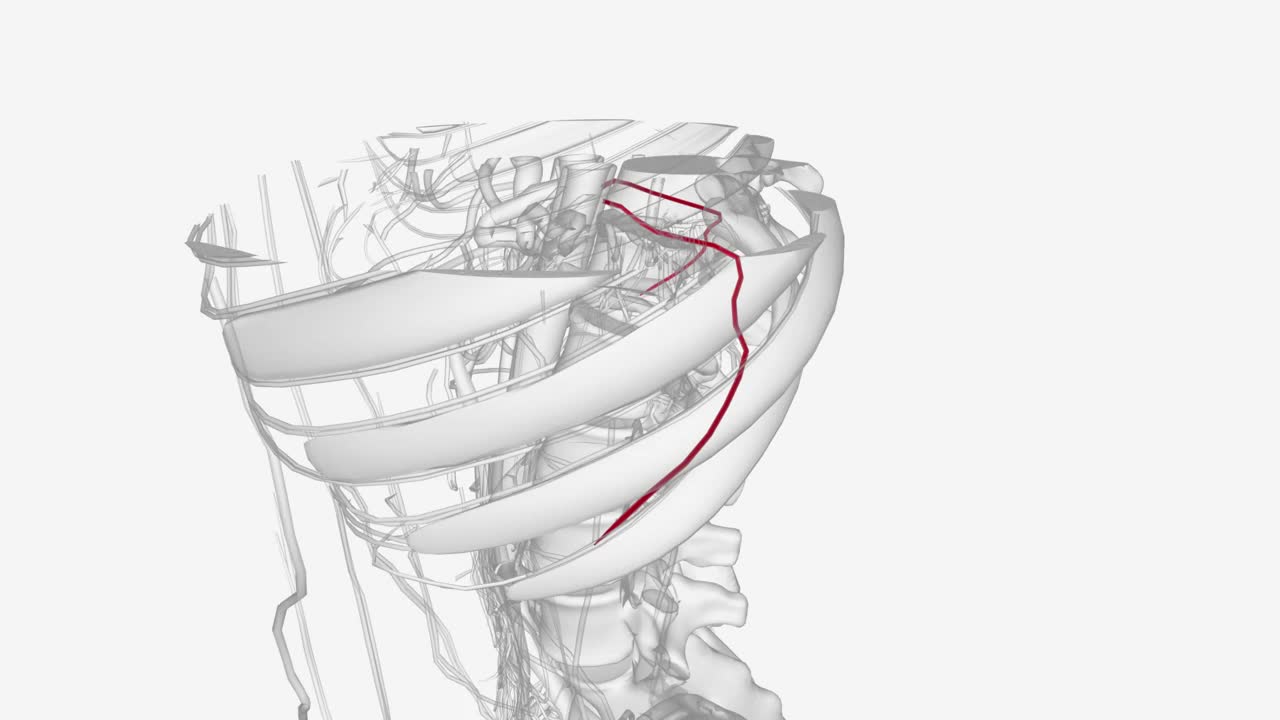 肋下动脉，因其位于最后一根肋骨的下方而得名，构成了胸主动脉中最低的一对分支视频素材