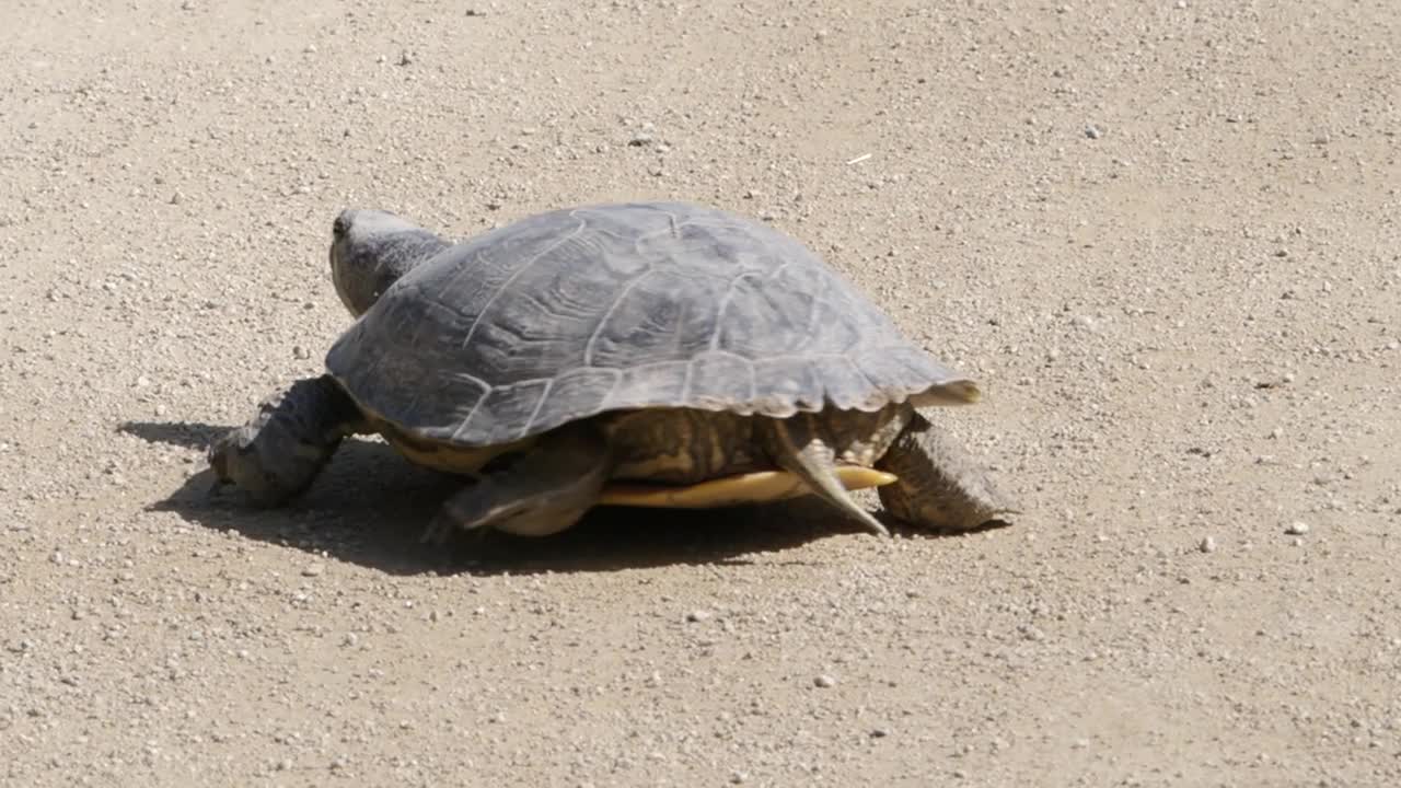 在加泰罗尼亚行走的地中海乌龟。野生动物视频下载