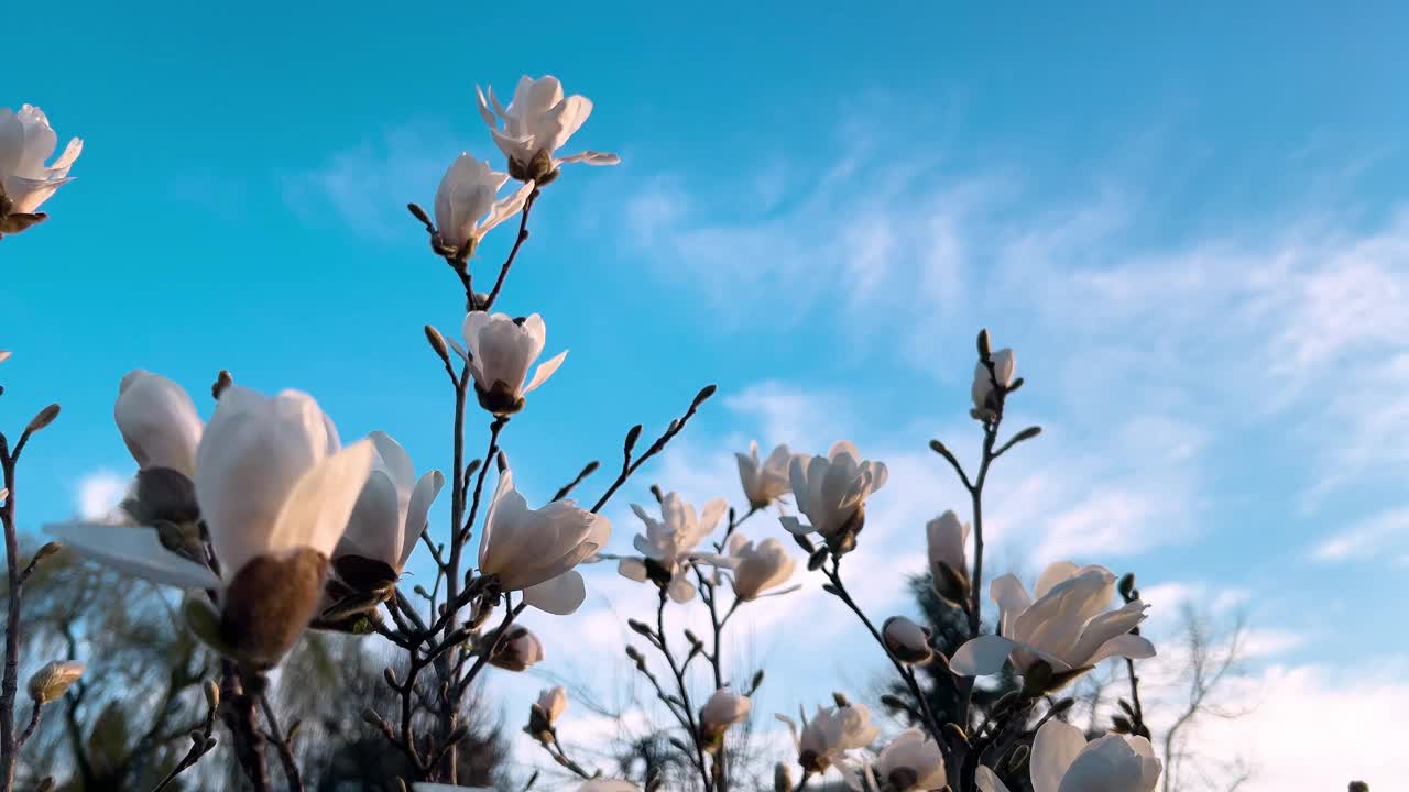 初春花蕾盛开的玉兰幼树。视频素材