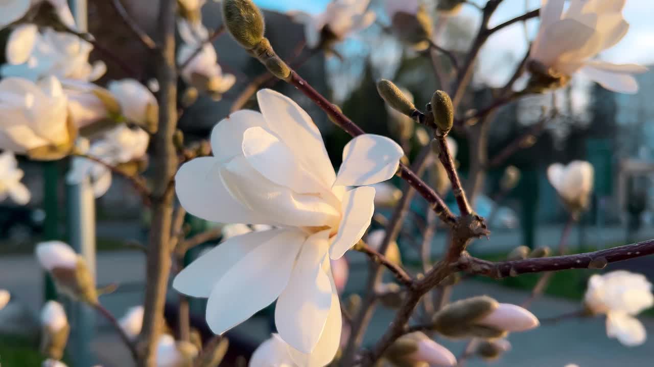 初春花蕾盛开的玉兰幼树。视频素材