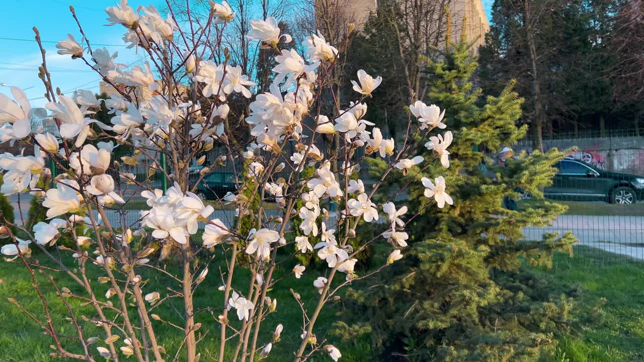 初春花蕾盛开的玉兰幼树。视频素材