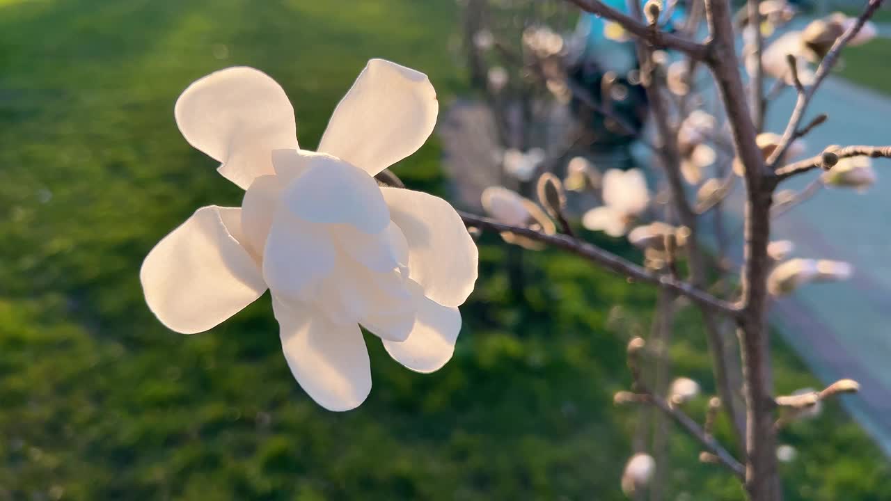 初春花蕾盛开的玉兰幼树。视频素材