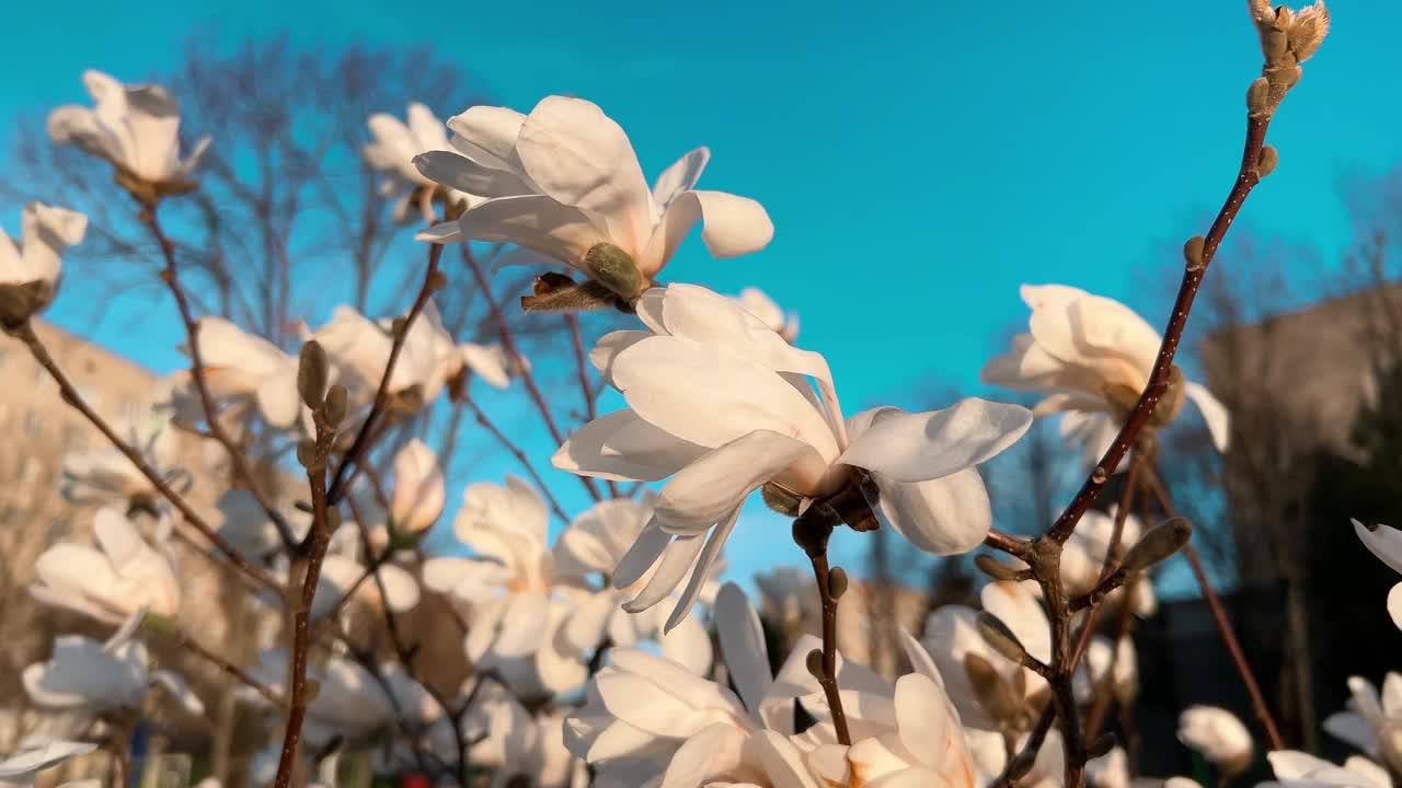 初春花蕾盛开的玉兰幼树。视频素材