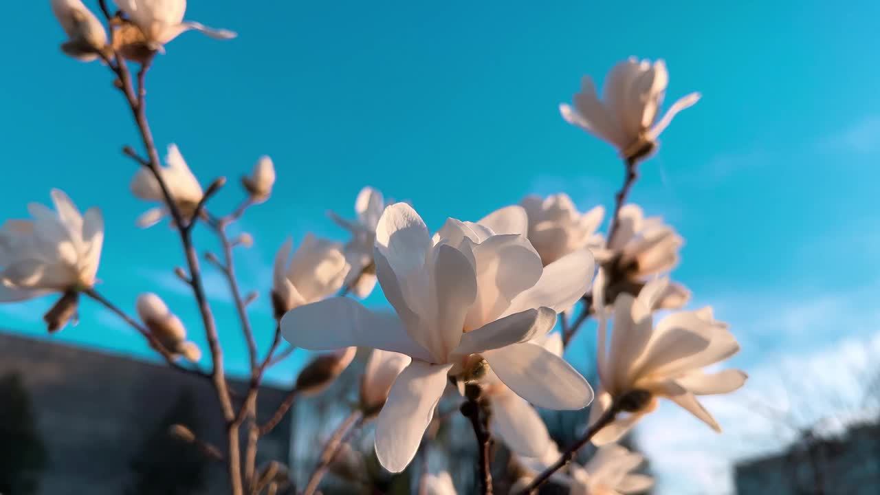 初春花蕾盛开的玉兰幼树。视频素材