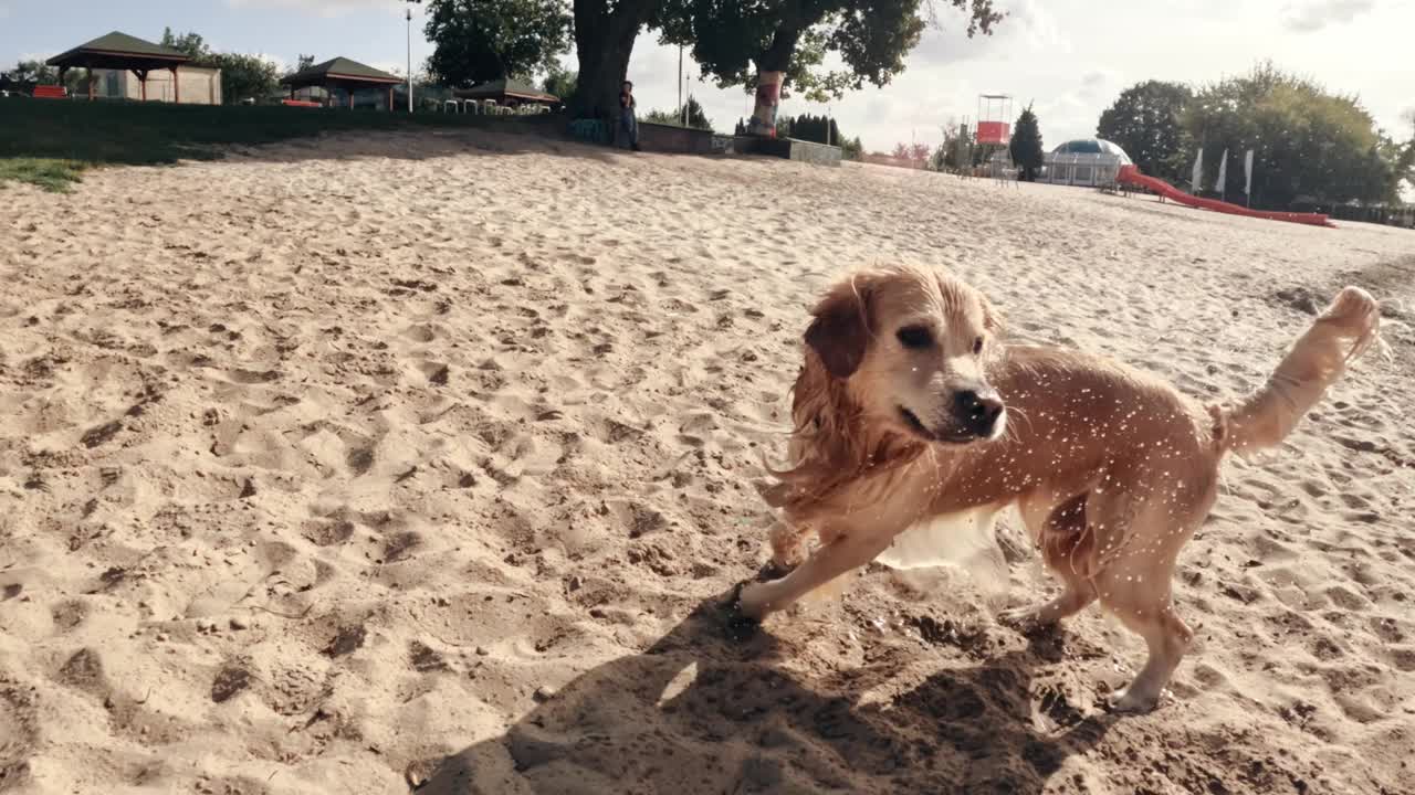 狗在海滩上玩耍，抖水视频素材
