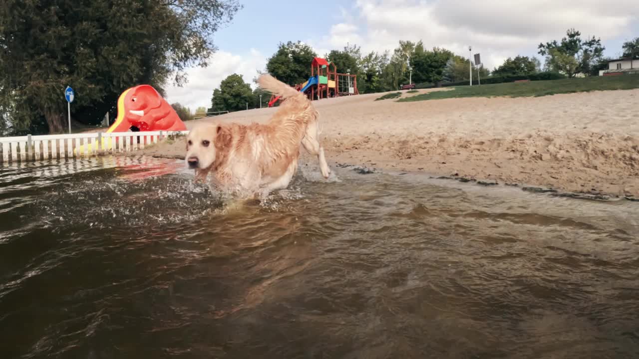 可爱的金毛猎犬在水里奔跑和跳跃视频素材