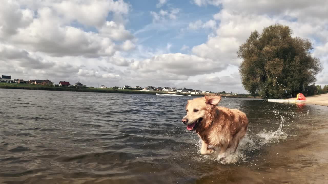 年轻的金毛猎犬在水里奔跑视频素材