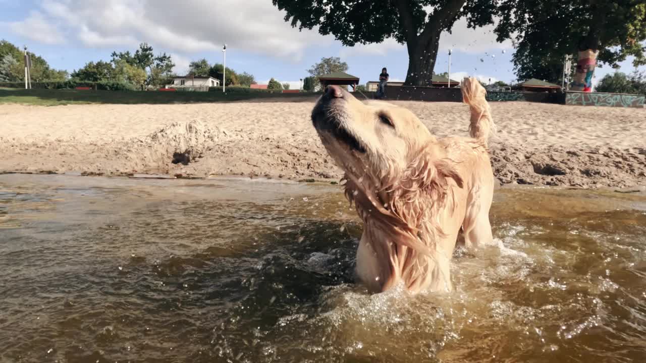 可爱有趣的金毛猎犬在水中摇晃视频素材