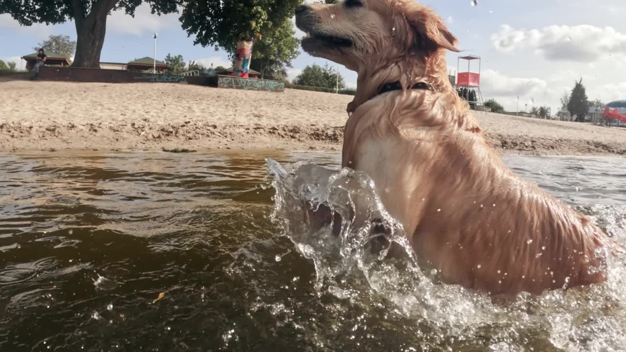 有趣可爱的金毛猎犬跳跃和游泳视频素材