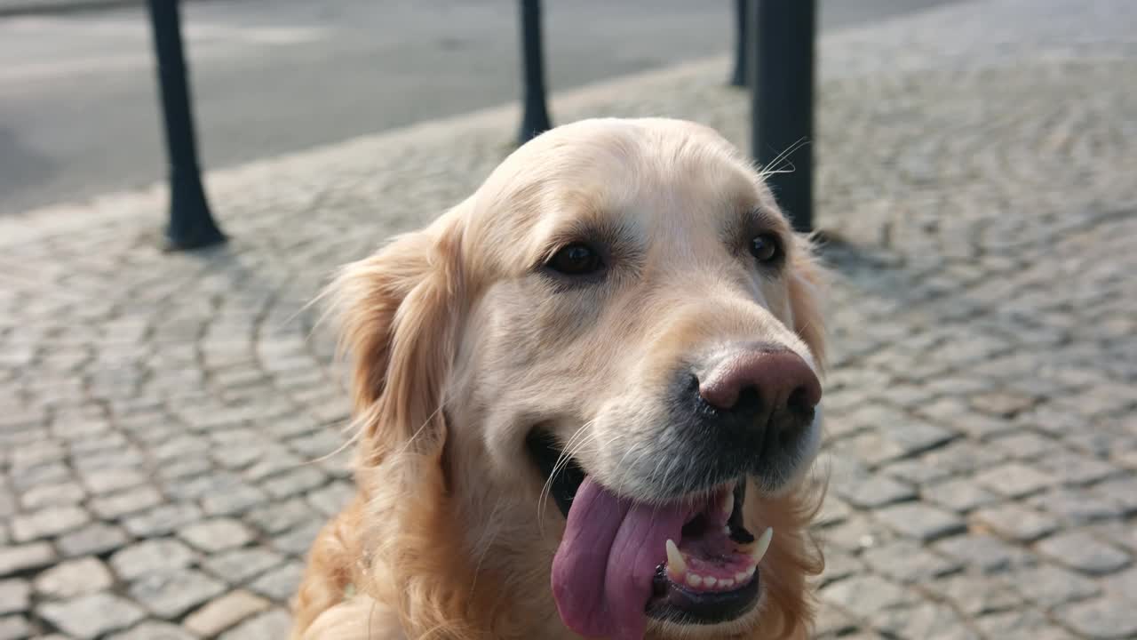 可爱的金毛猎犬在炎热的城市街道上伸出舌头视频素材