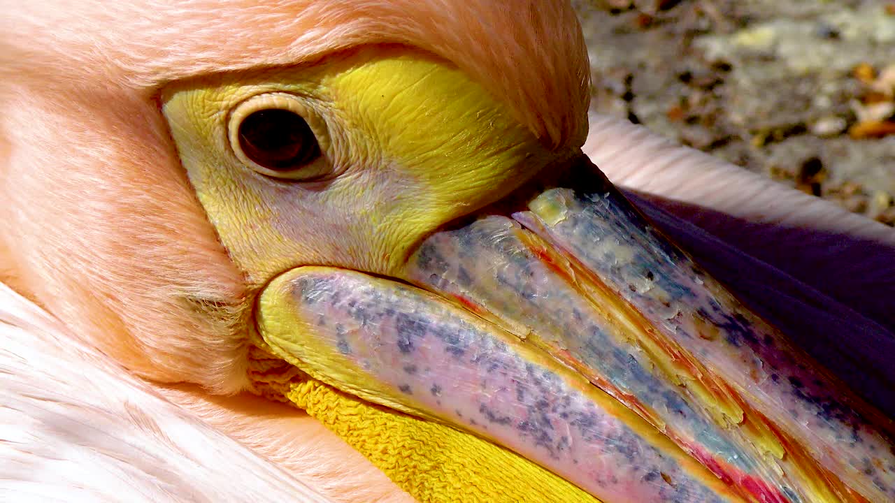 大白鹈鹕(pelenanus onocrotalus)，鸟头特写，乌克兰鸟类。视频素材