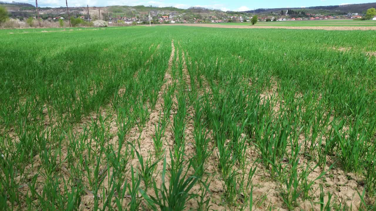 种植小麦的农业用地。视频下载