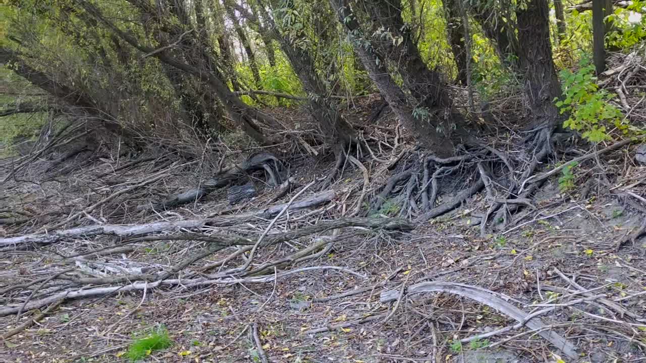 沼泽边缘的地下长出了一些又大又长的老树根视频下载