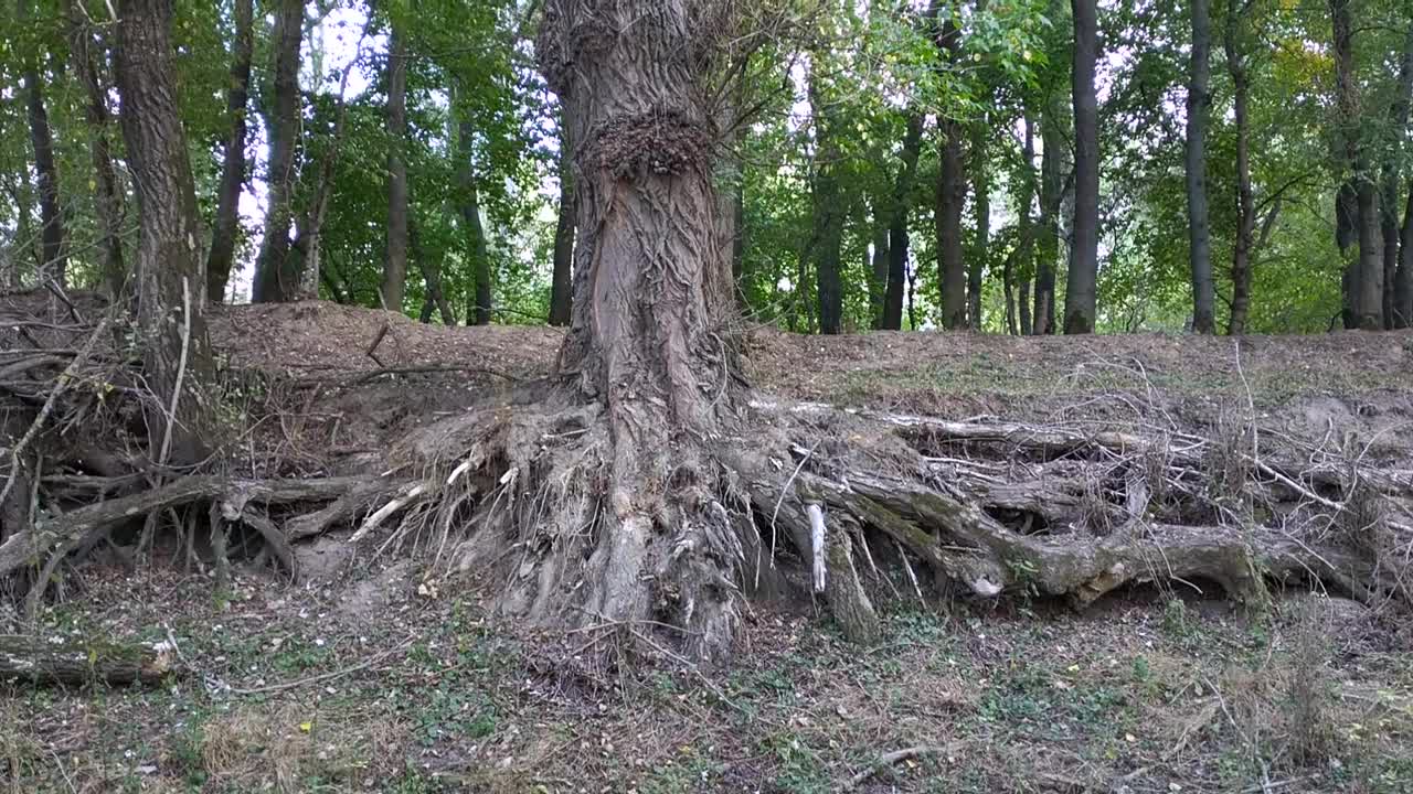 一棵老树又大又长的根从地里长了出来视频下载