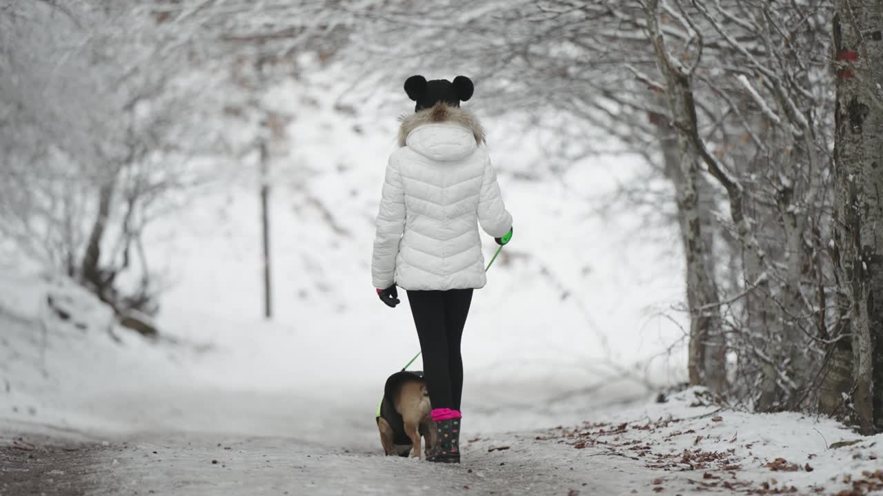 冬天，一只法国斗牛犬和年轻的女主人在公园里被雪覆盖的树林里散步，慢动作视频素材