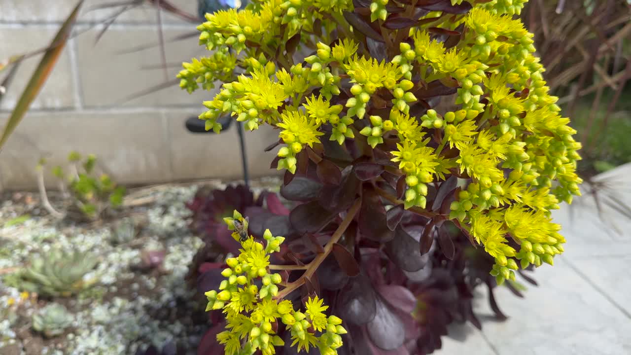 美丽的黑玫瑰多肉植物在开花和蜜蜂，洛杉矶，南加州视频下载