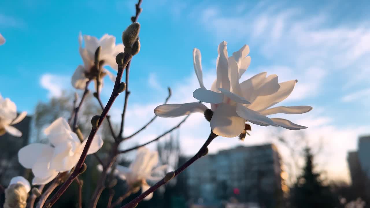 初春花蕾盛开的玉兰幼树。视频素材