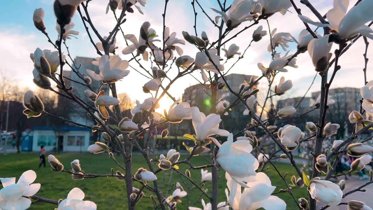 初春花蕾盛开的玉兰幼树。视频素材