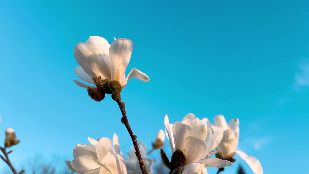 初春花蕾盛开的玉兰幼树。视频素材