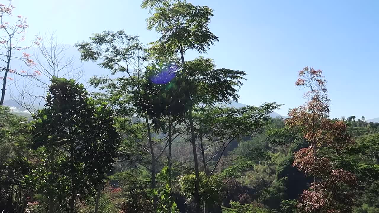 在阳光明媚的日子里，在印度尼西亚爪哇中部的热带景观上，壮丽的默拉皮火山和默巴布火山视频素材