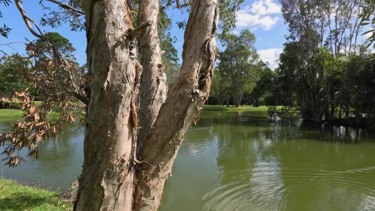 宁静的湖泊和树木全景视频素材