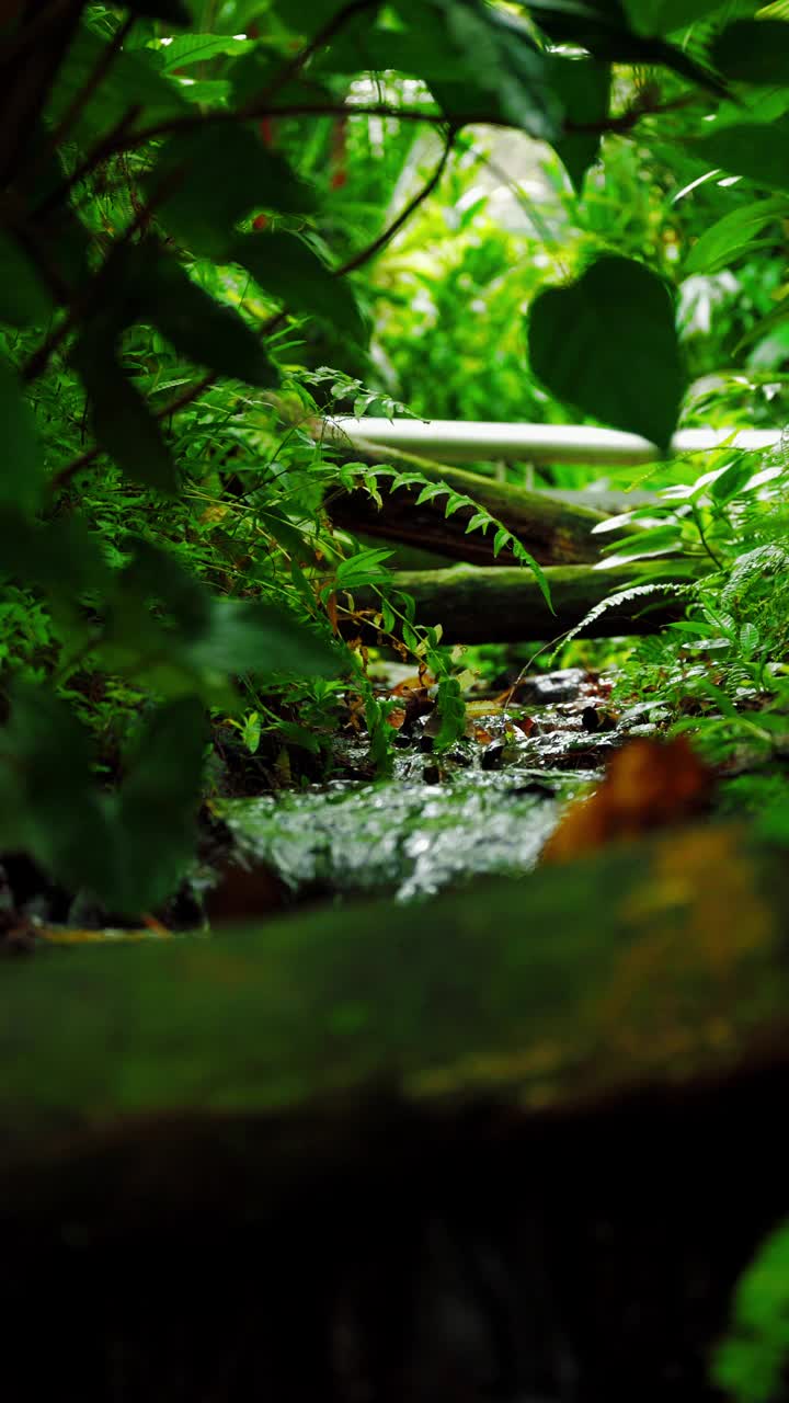 小水流在雨林中视频素材