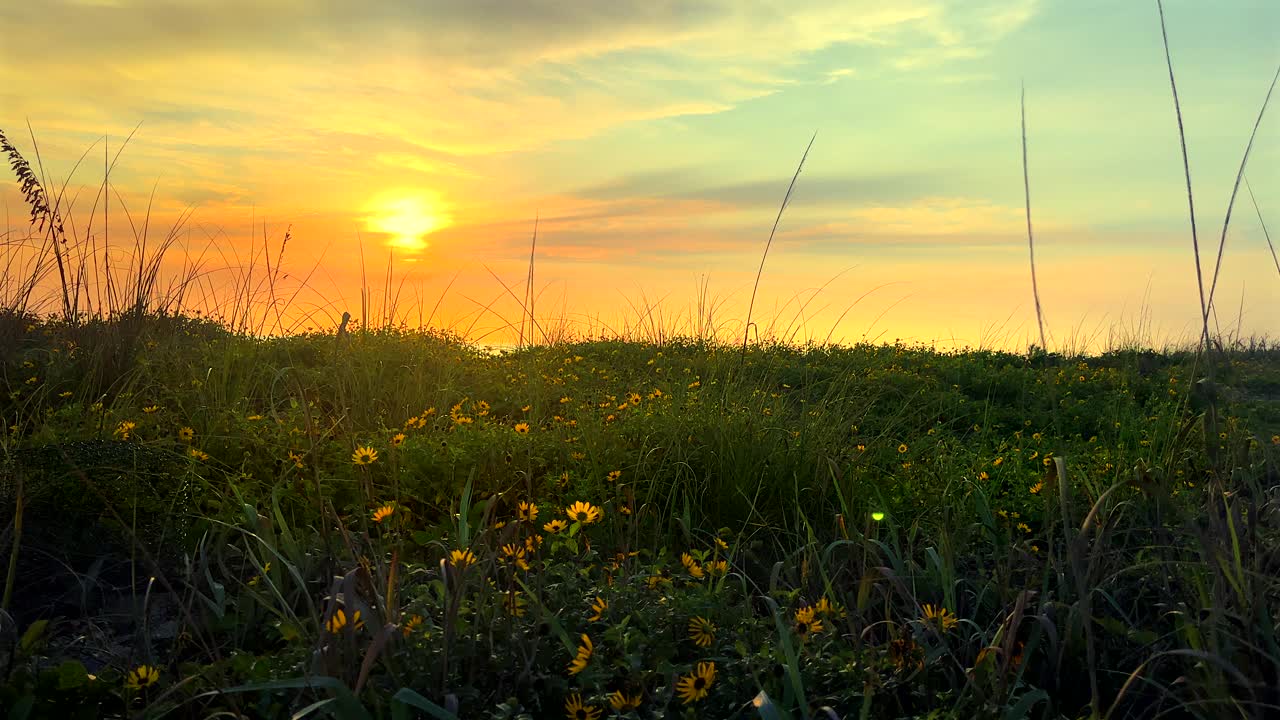 夕阳下，黄色雏菊盛开的空旷风景视频下载