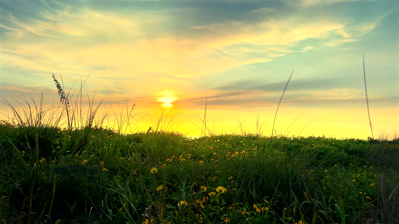 夕阳下，黄色雏菊盛开的空旷风景视频素材