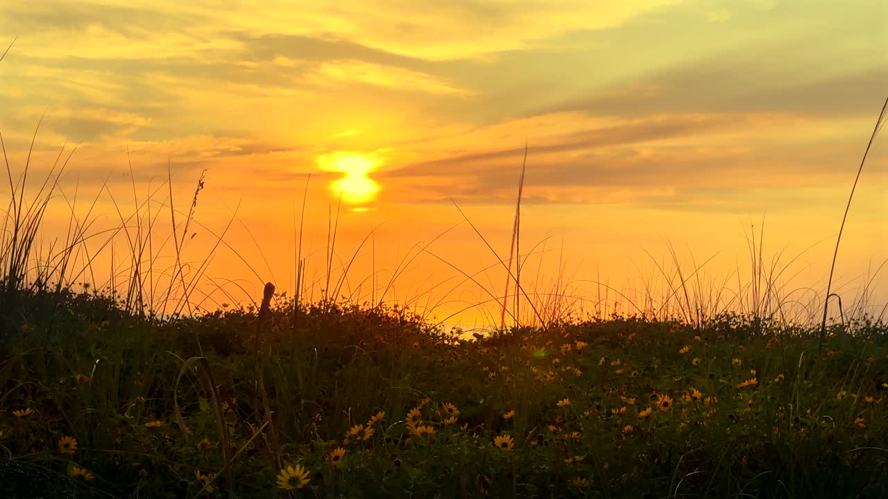 夕阳下，黄色雏菊盛开的空旷风景视频素材