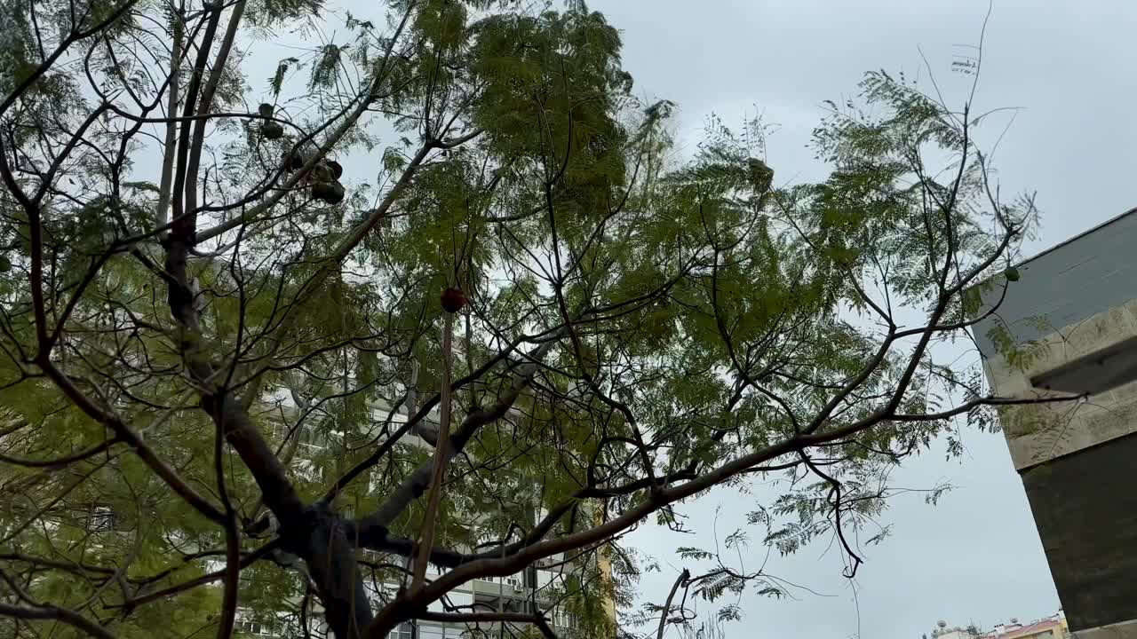 这是一个风很大的日子，葡萄牙城市的树木在摇晃视频下载