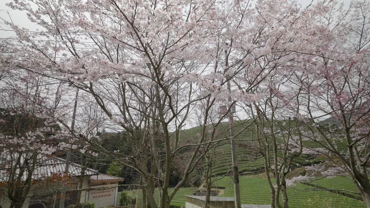 日本京都的茶园视频素材