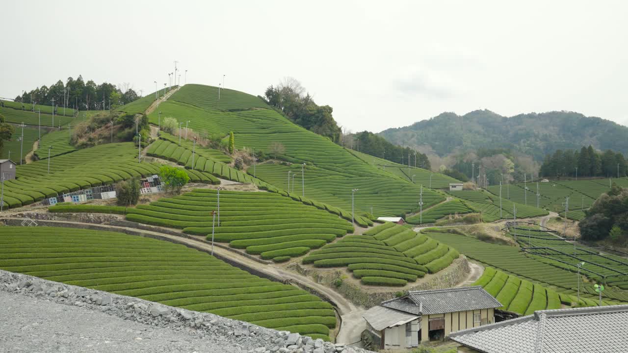 日本京都的茶园视频素材