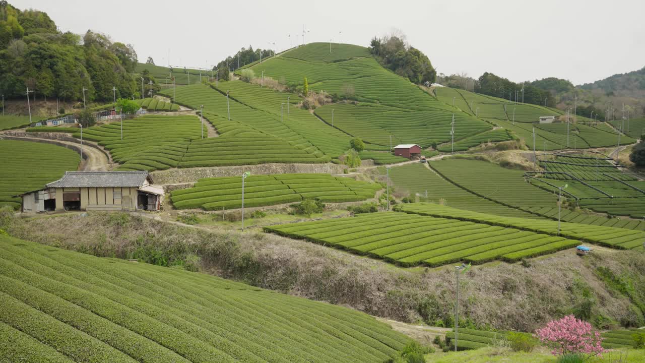 日本京都的茶园视频素材